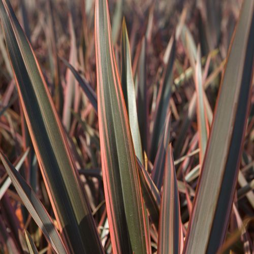 PHORMIUM